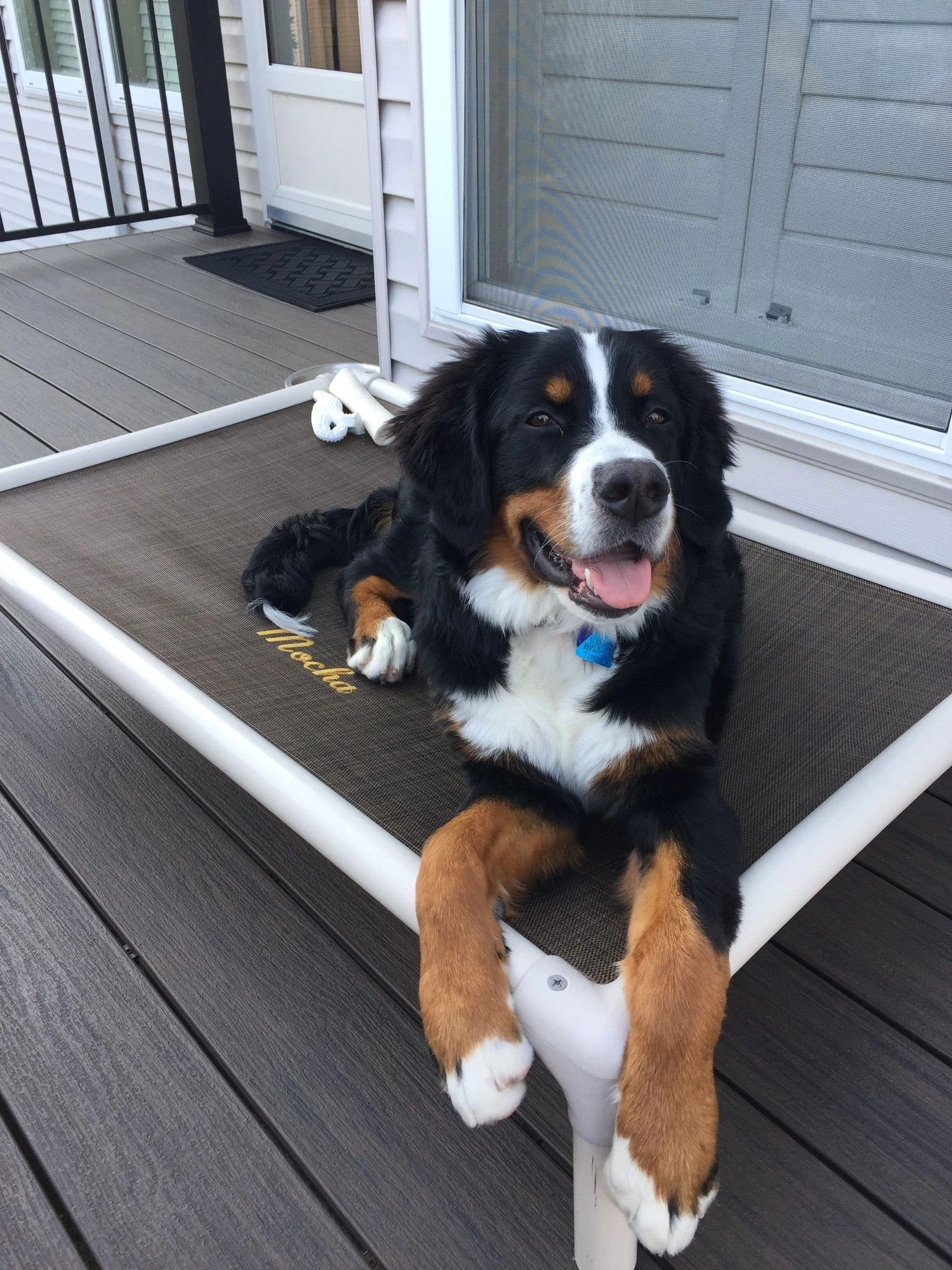 Bernese Mountain Dog Dog Beds | Kuranda Dog Beds®