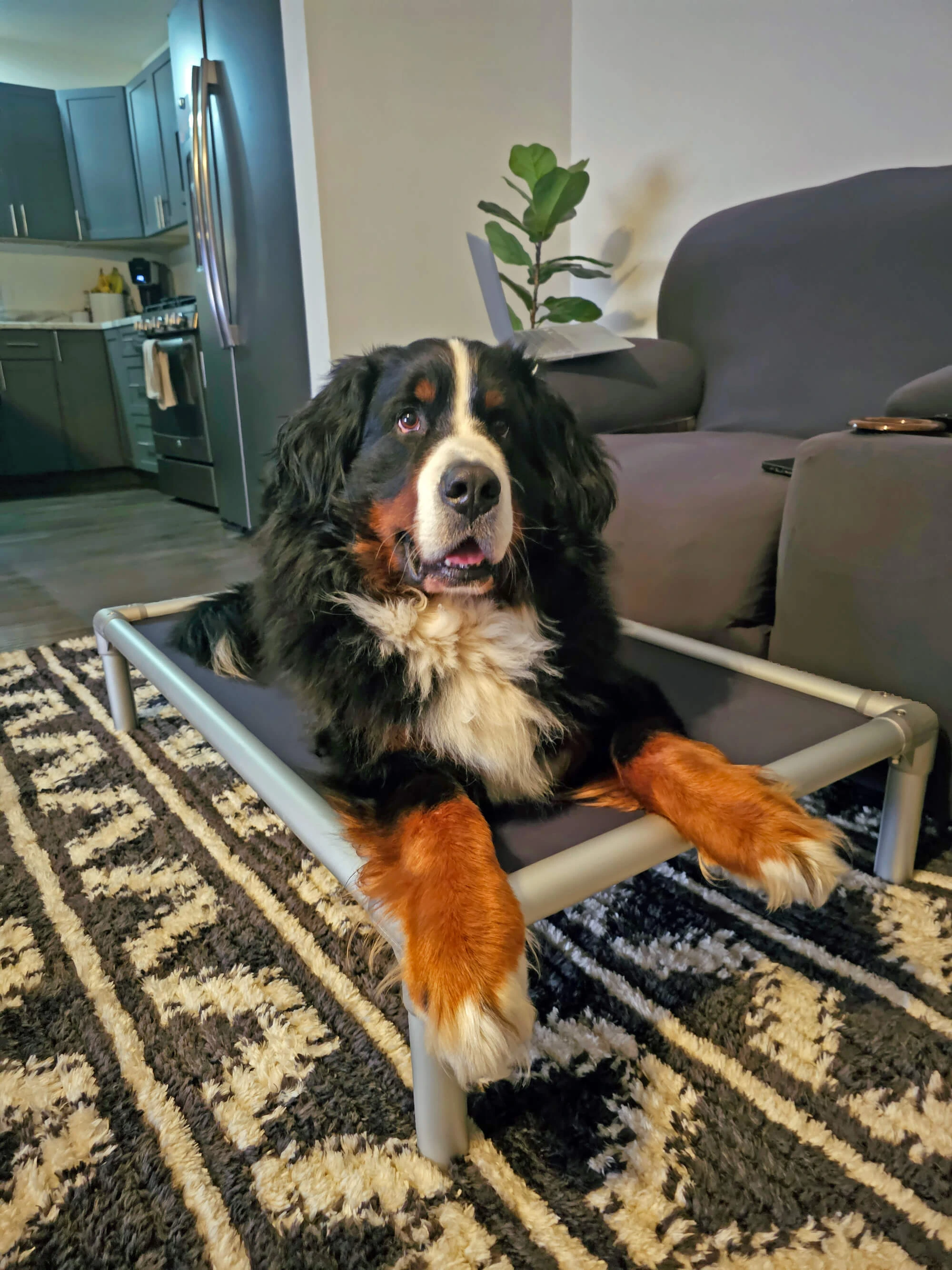 Bernese Mountain Dog Dog Beds | Kuranda Dog Beds®
