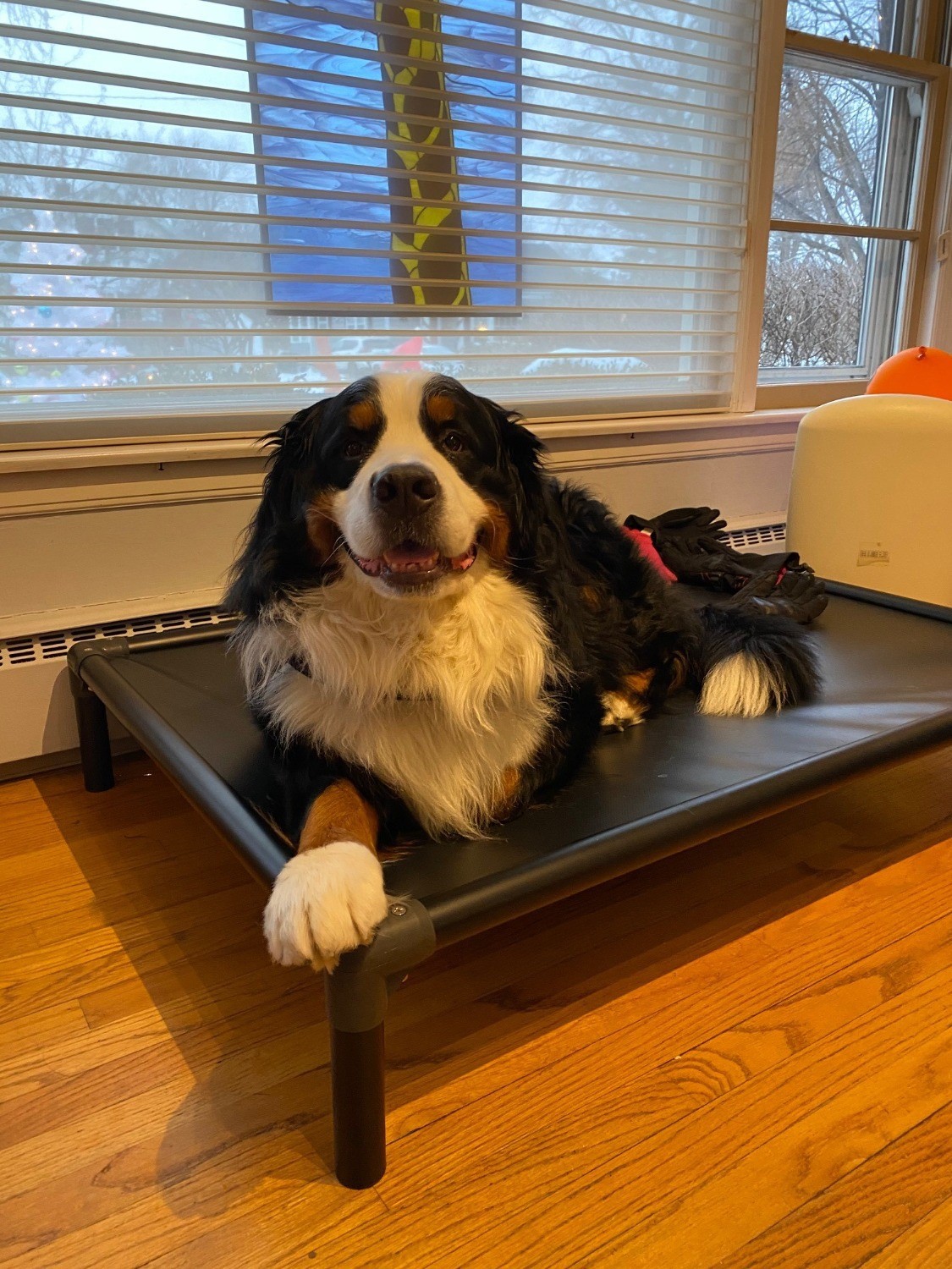 Best dog beds for bernese sales mountain dogs