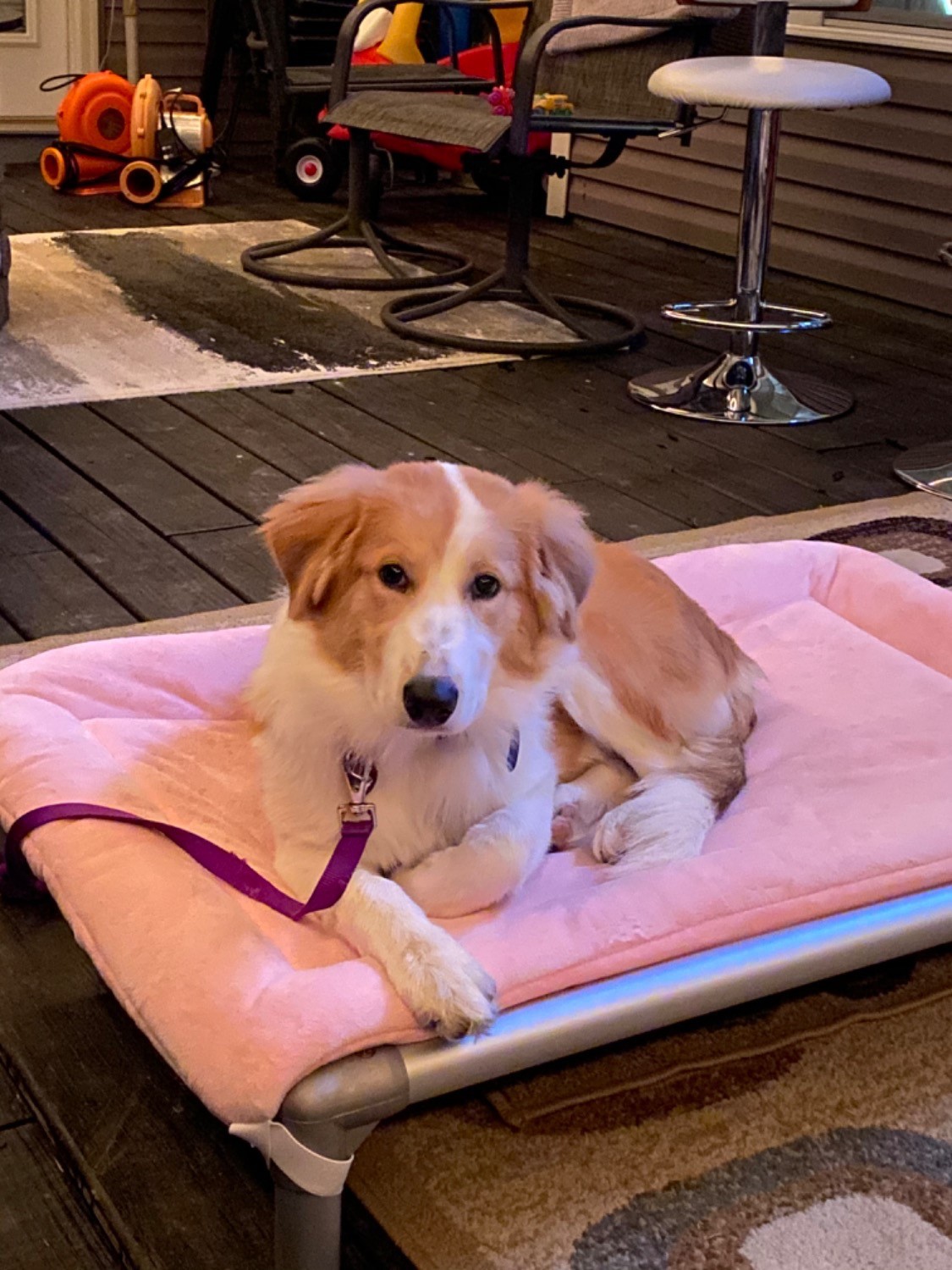 Border Collie Dog Beds Kuranda Dog Beds®