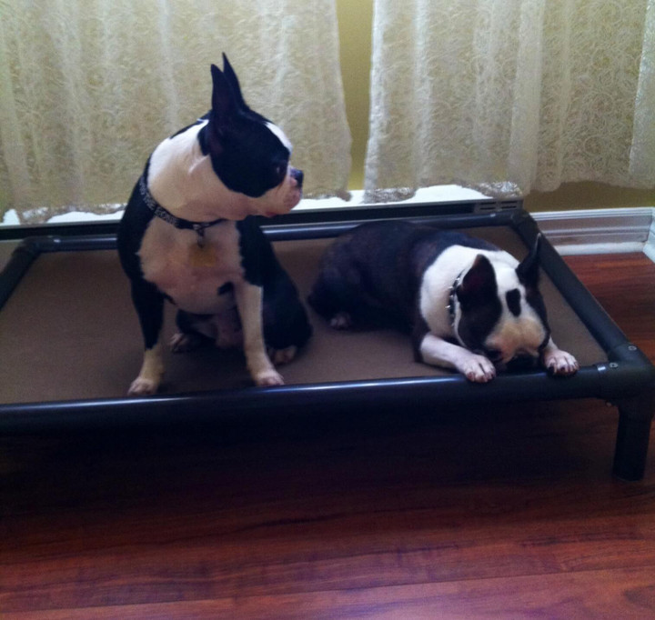Boston Terrier Dog Beds Kuranda Dog Beds®