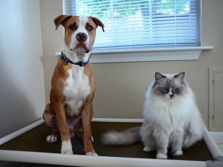 Boxer Dog Beds Kuranda Dog Beds®