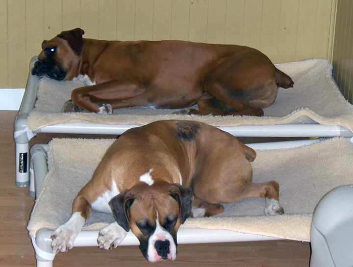 Boxer Dog Beds Kuranda Dog Beds®