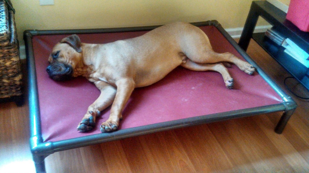 Bullmastiff Dog Beds Kuranda Dog Beds®