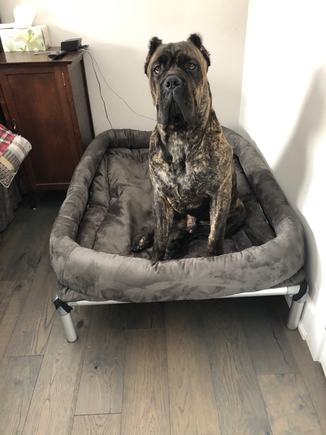Cane Corso Dog Beds Kuranda Dog Beds®