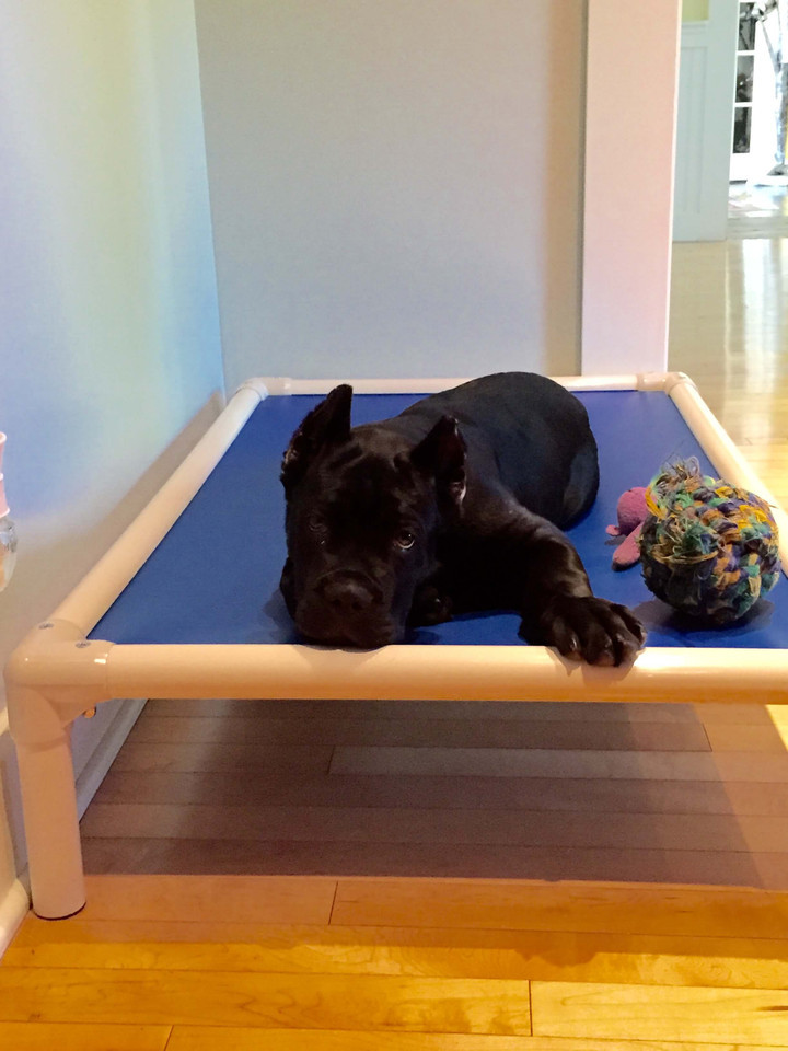 Cane Corso Dog Beds Kuranda Dog Beds®