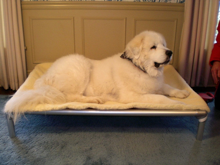 Great Pyrenees Dog Beds Kuranda Dog Beds®