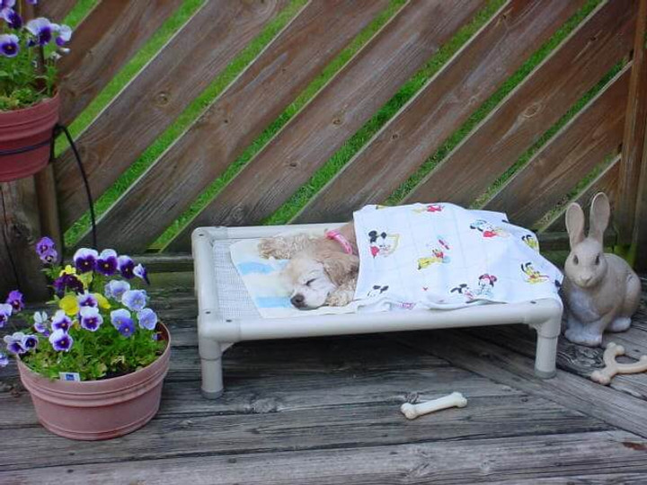 Cocker Spaniel Dog Beds Kuranda Dog Beds®