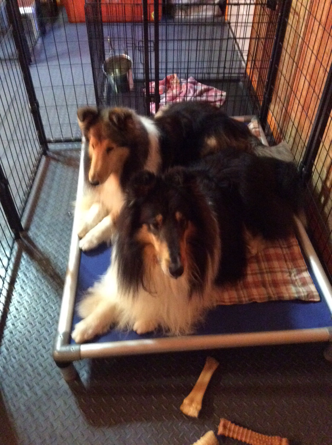 Collie Dog Beds Kuranda Dog Beds®