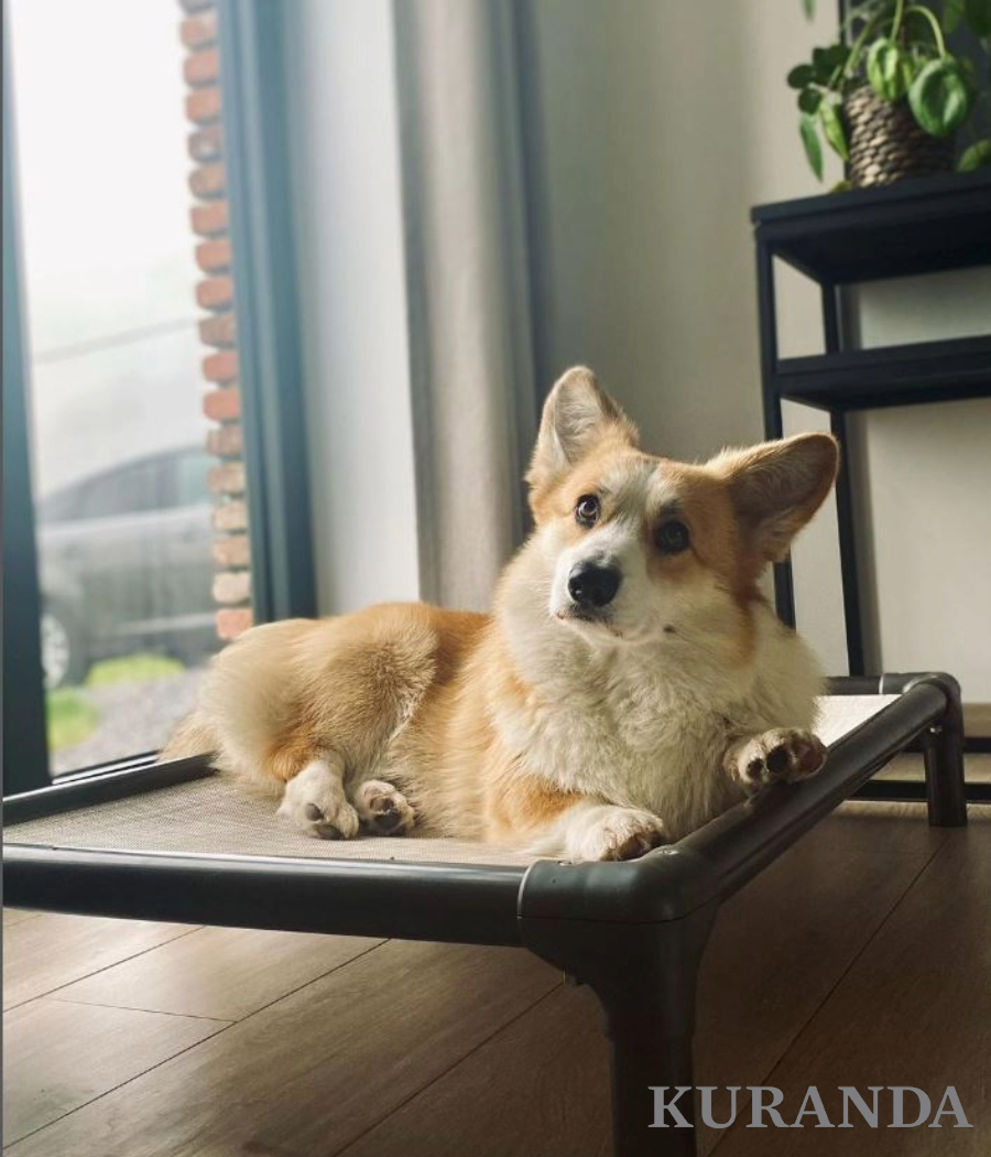 Pembroke Welsh Corgi laying on a Kuranda dog bed