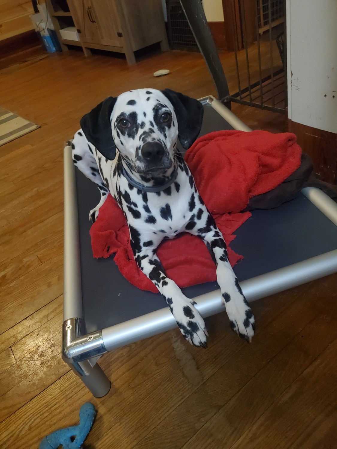 Dalmatian Dog Beds Kuranda Dog Beds®