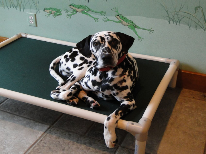 Dalmatian Dog Beds Kuranda Dog Beds®