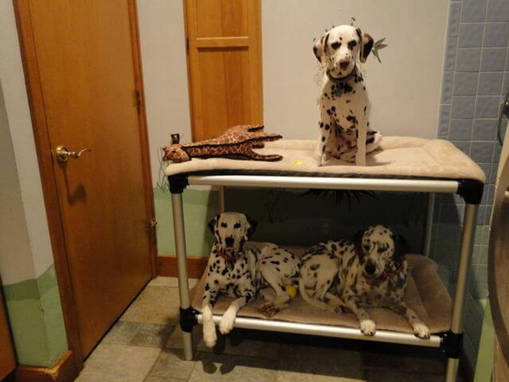 Dalmatian Dog Beds Kuranda Dog Beds®