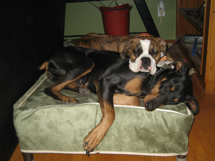 Doberman Dog Beds Kuranda Dog Beds®
