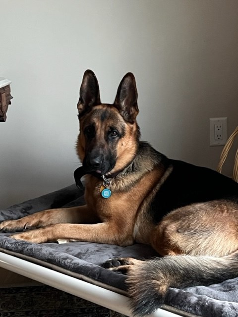 German Shepherd Dog Beds | Kuranda Dog Beds®