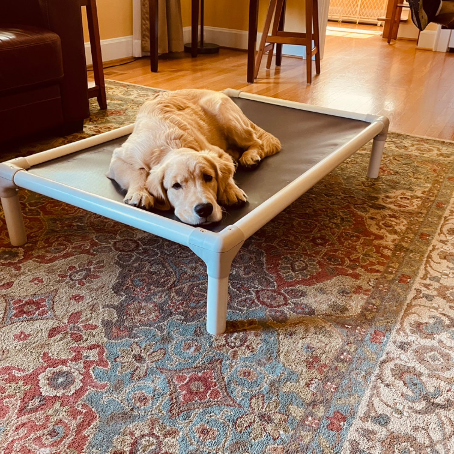 Kuranda elevated dog shop bed