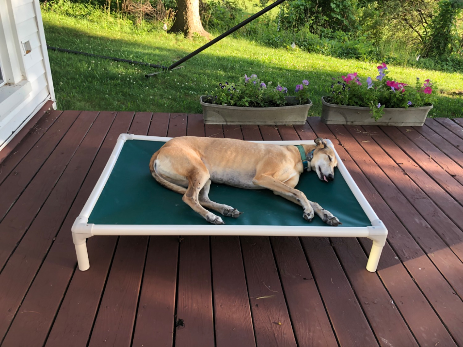 Greyhound Dog Beds Kuranda Dog Beds®