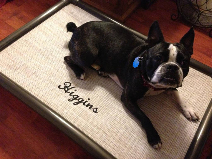 Boston clearance terrier bed