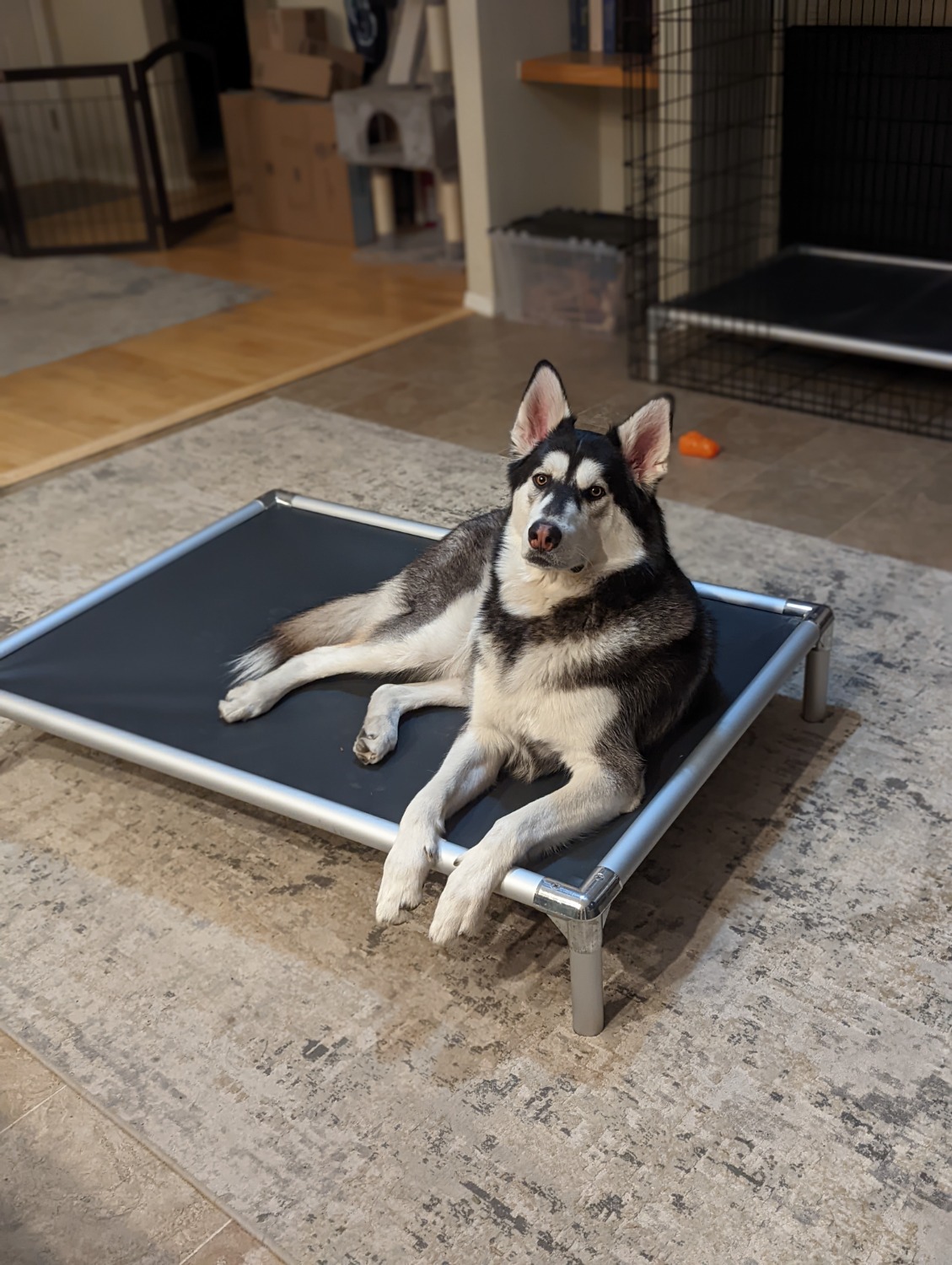 Cooling dog shop bed for husky