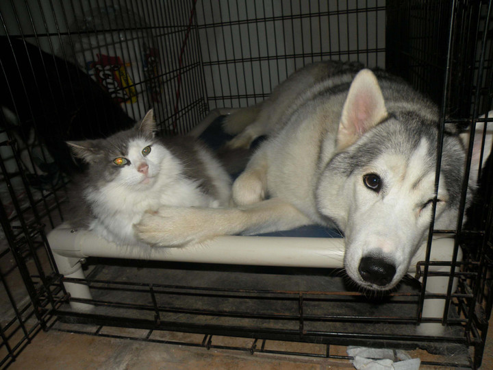 Husky Dog Beds Kuranda Dog Beds®