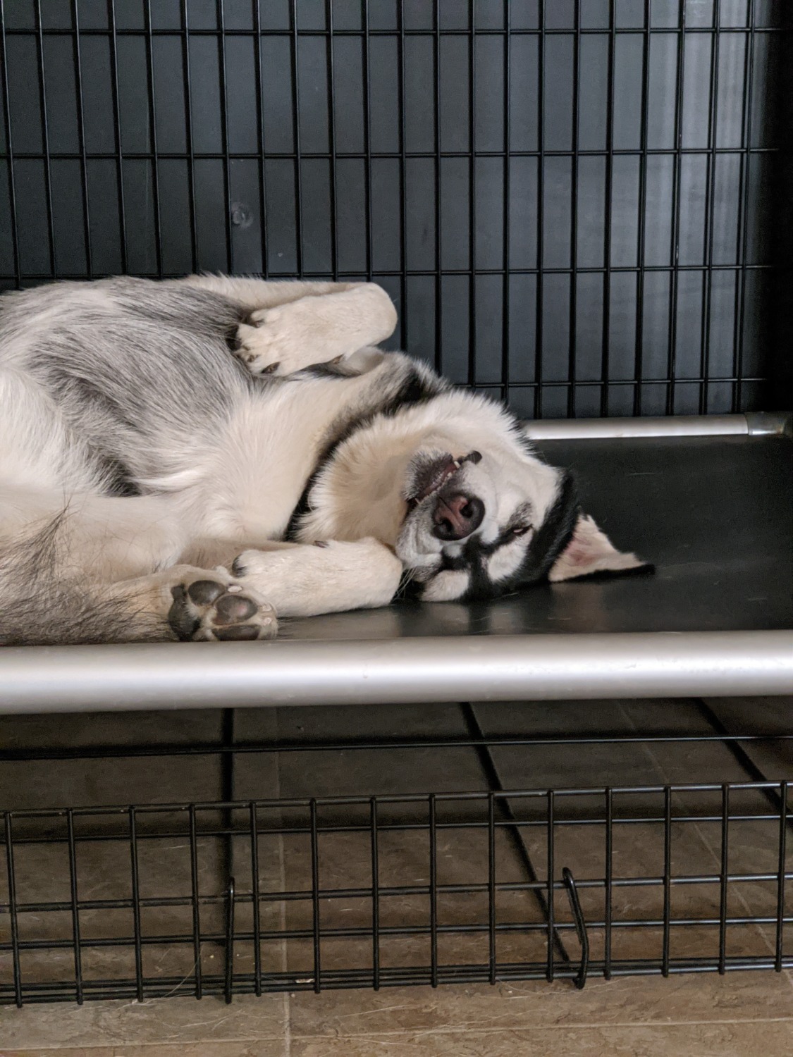 Husky Dog Beds Kuranda Dog Beds®