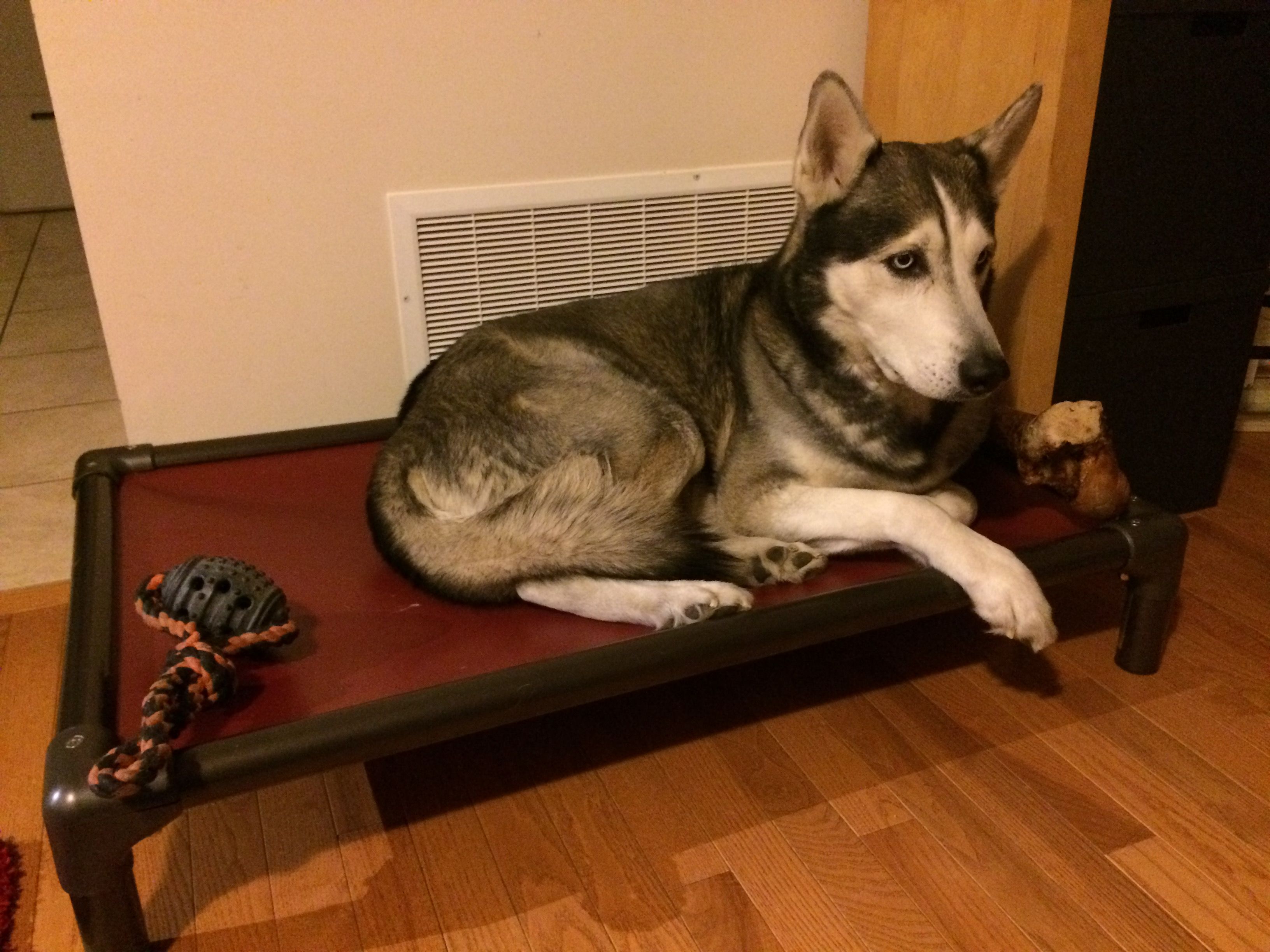 Husky Dog Beds Kuranda Dog Beds®