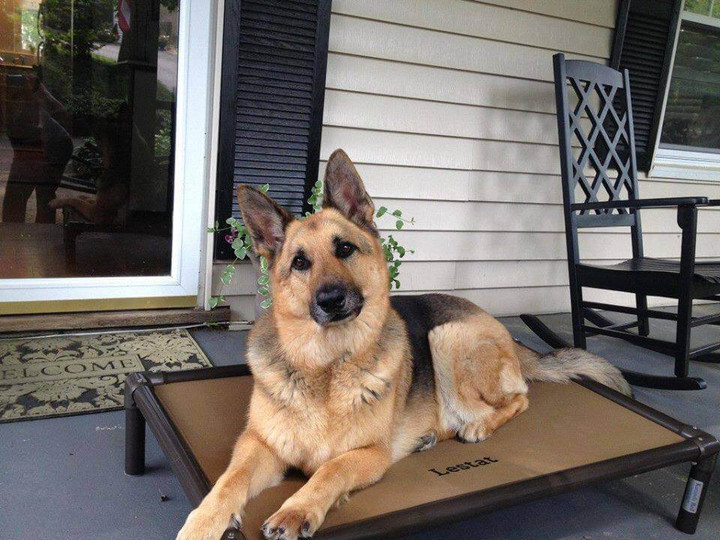 German Shepherd Dog Beds Kuranda Dog Beds®