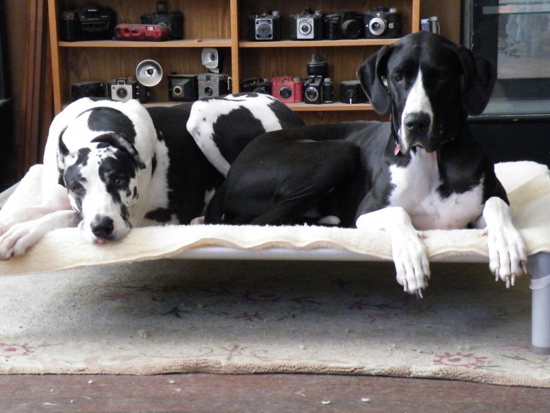 Luna and Molly, black and white Great Danes share a comfortable, durable Kuranda bed