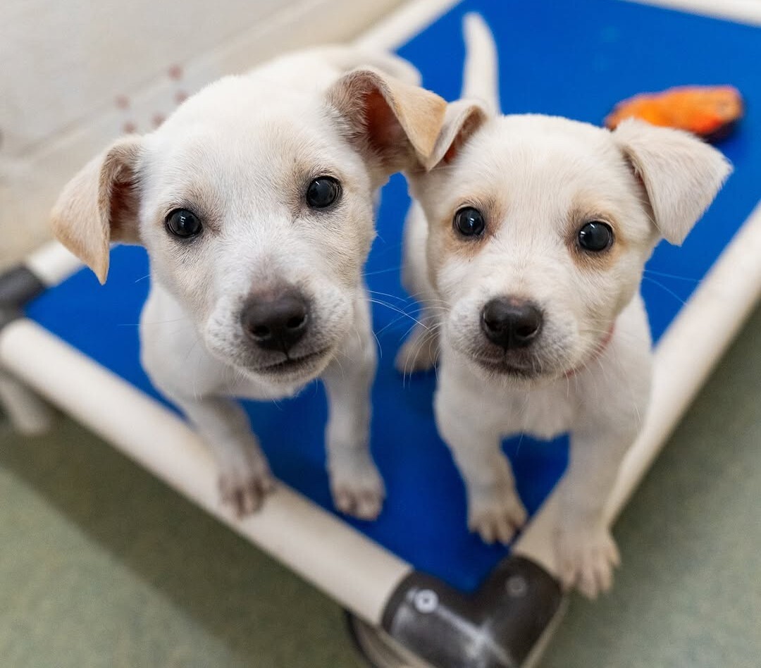 Matching Puppies at Animal Humane Society in MN