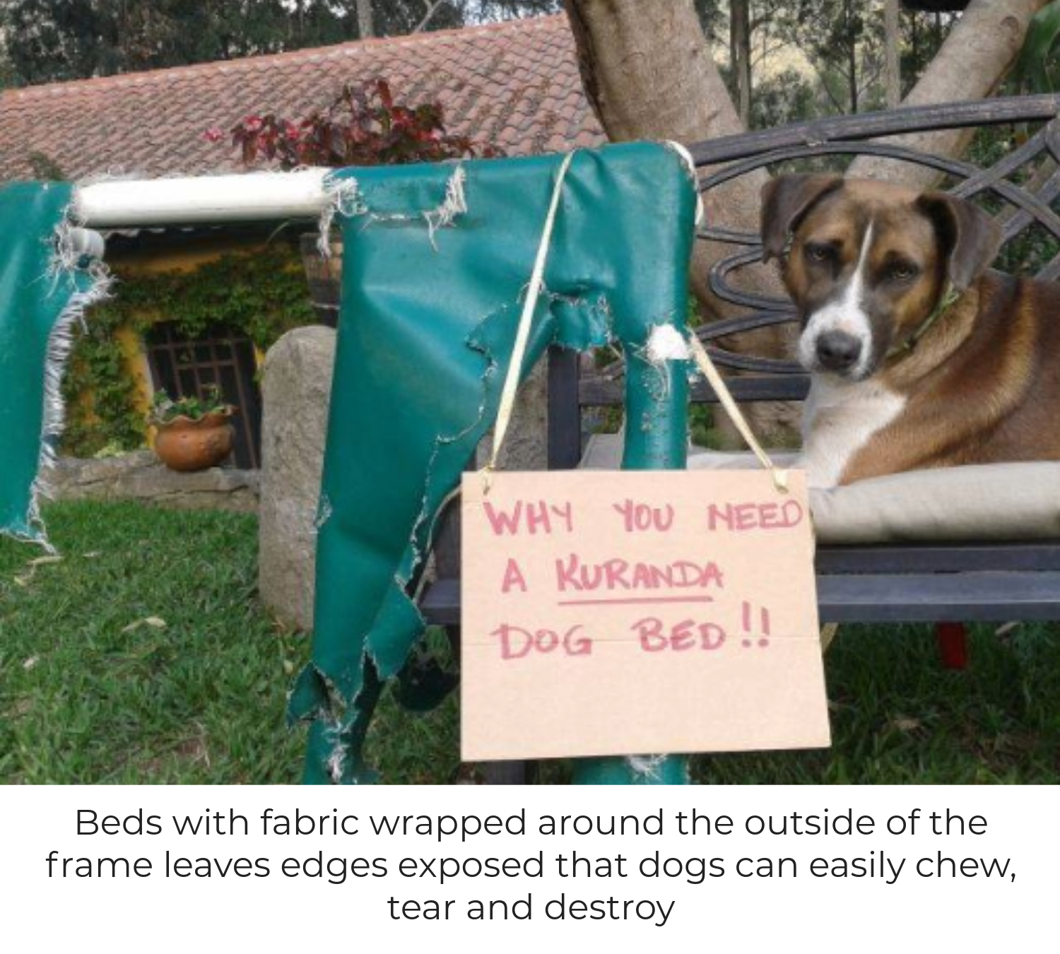 Dog sitting near a destroyed dog bed with a sign “Why you need a Kuranda dog bed!!”. Text on image reads “Beds with fabric wrapped around the outside of the frame leaves edges exposed that dogs can easily chew, tear and destroy”