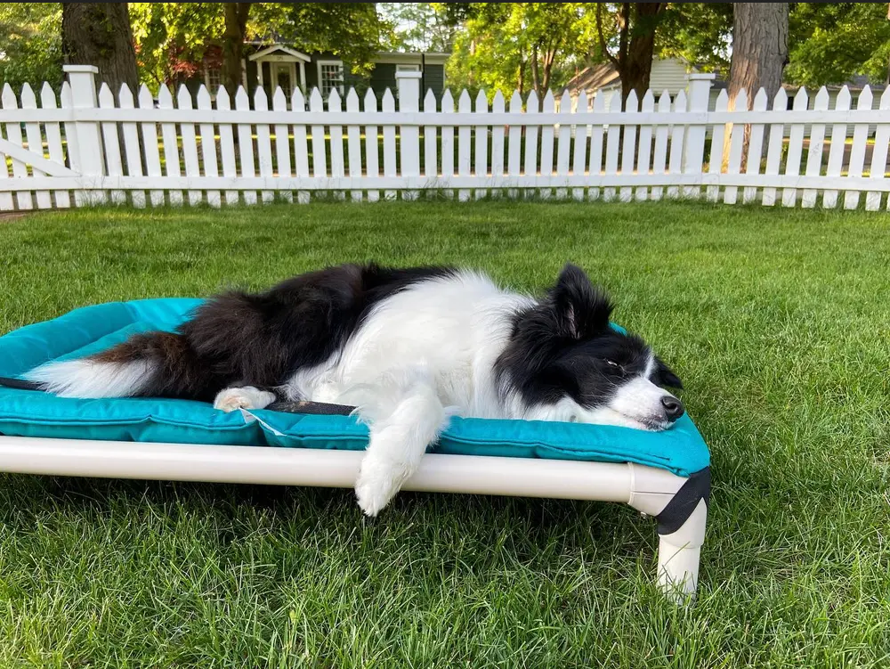 Nova resting on their Kuranda Bed outdoors with the Peacock Canvas Bed Pad