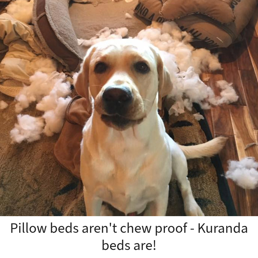 Yellow lab sitting in front of a destroyed pillow bed with stuffing everywhere