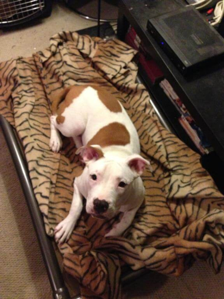 Pit Bull Dog Beds Kuranda Dog Beds®