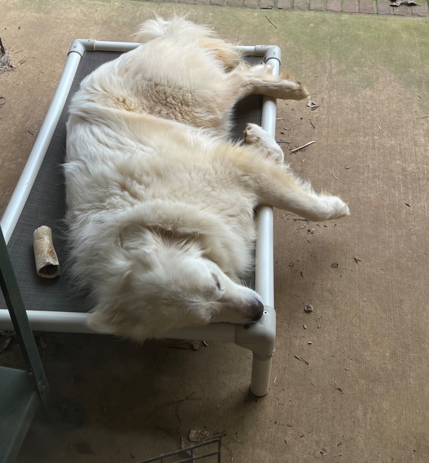 Great Pyrenees Dog Beds Kuranda Dog Beds