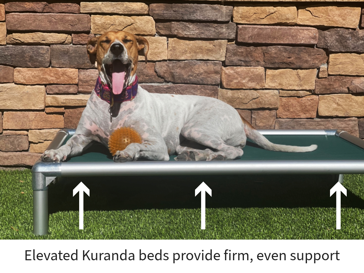 Dog yawning on a Kuranda bed outdoors, text on image reads “Elevated Kuranda beds provide firm, even support”