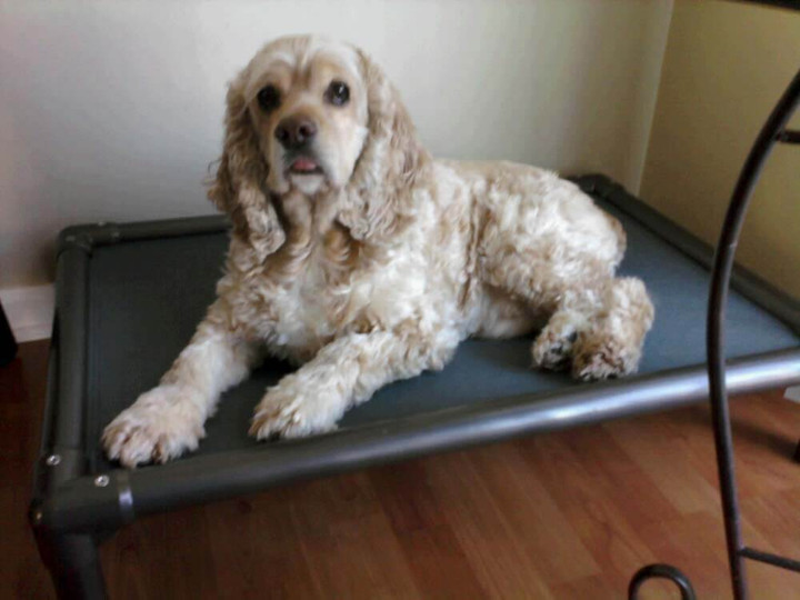 Cocker Spaniel Dog Beds Kuranda Dog Beds®