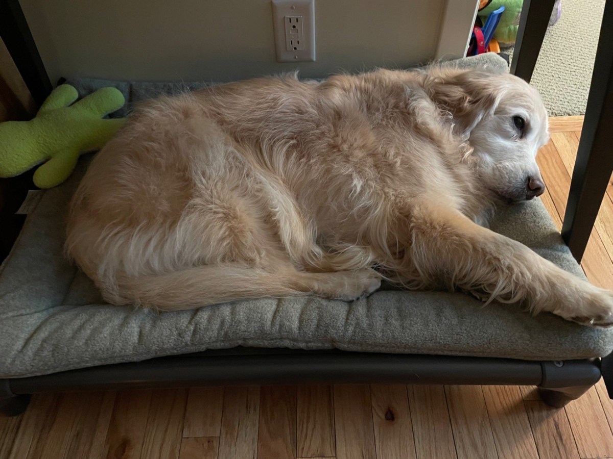 Golden hot sale retriever bed