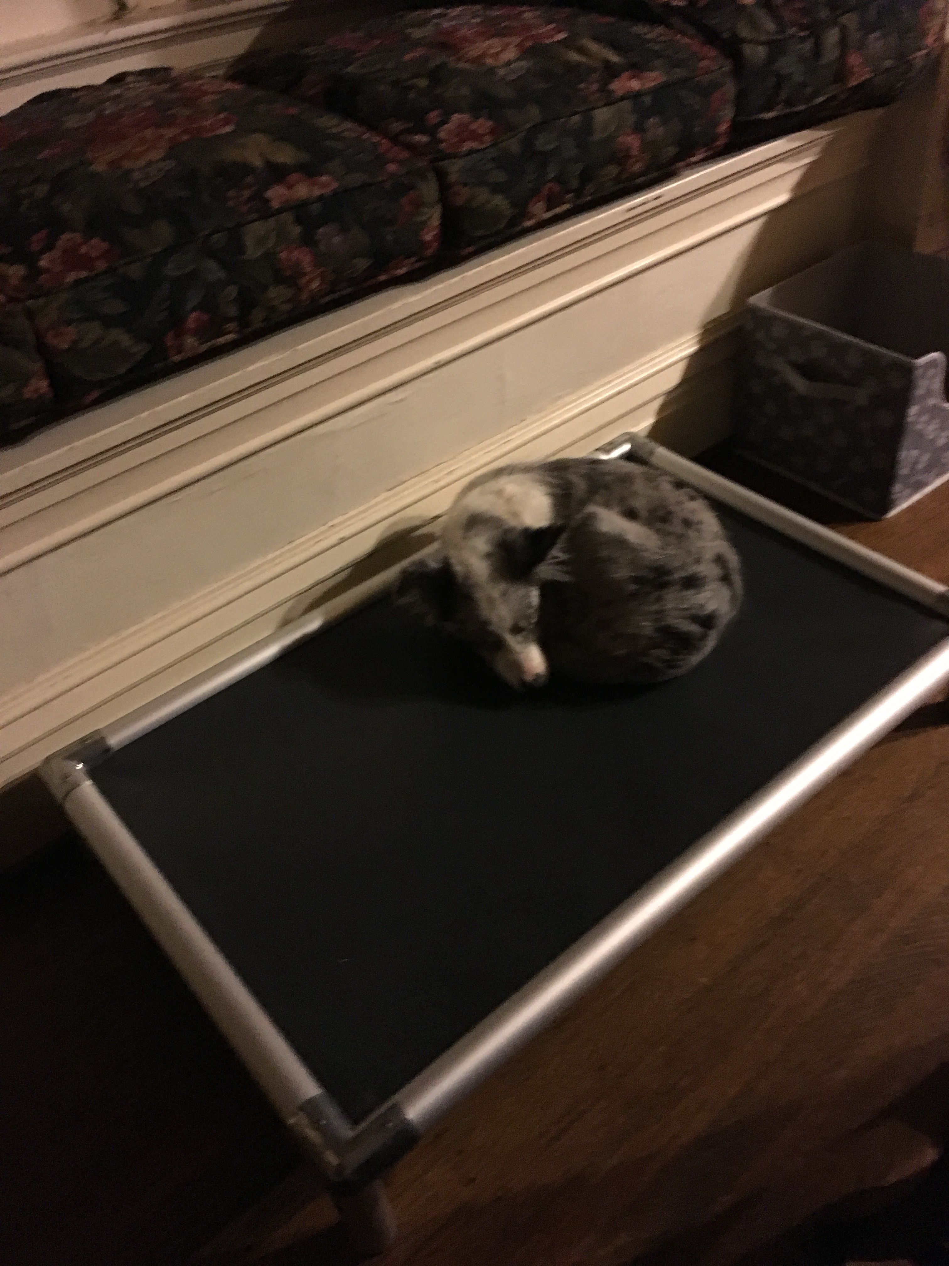 Border Collie Dog Beds Kuranda Dog Beds®