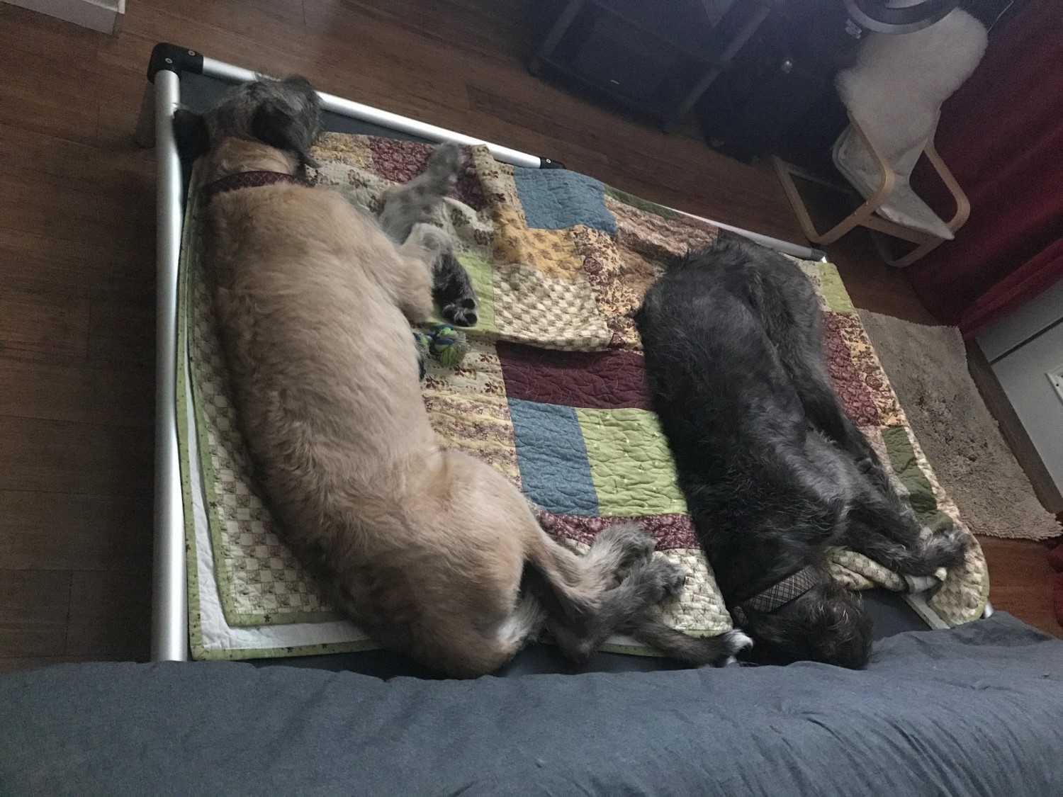 Irish Wolfhound Dog Beds Kuranda Dog Beds®