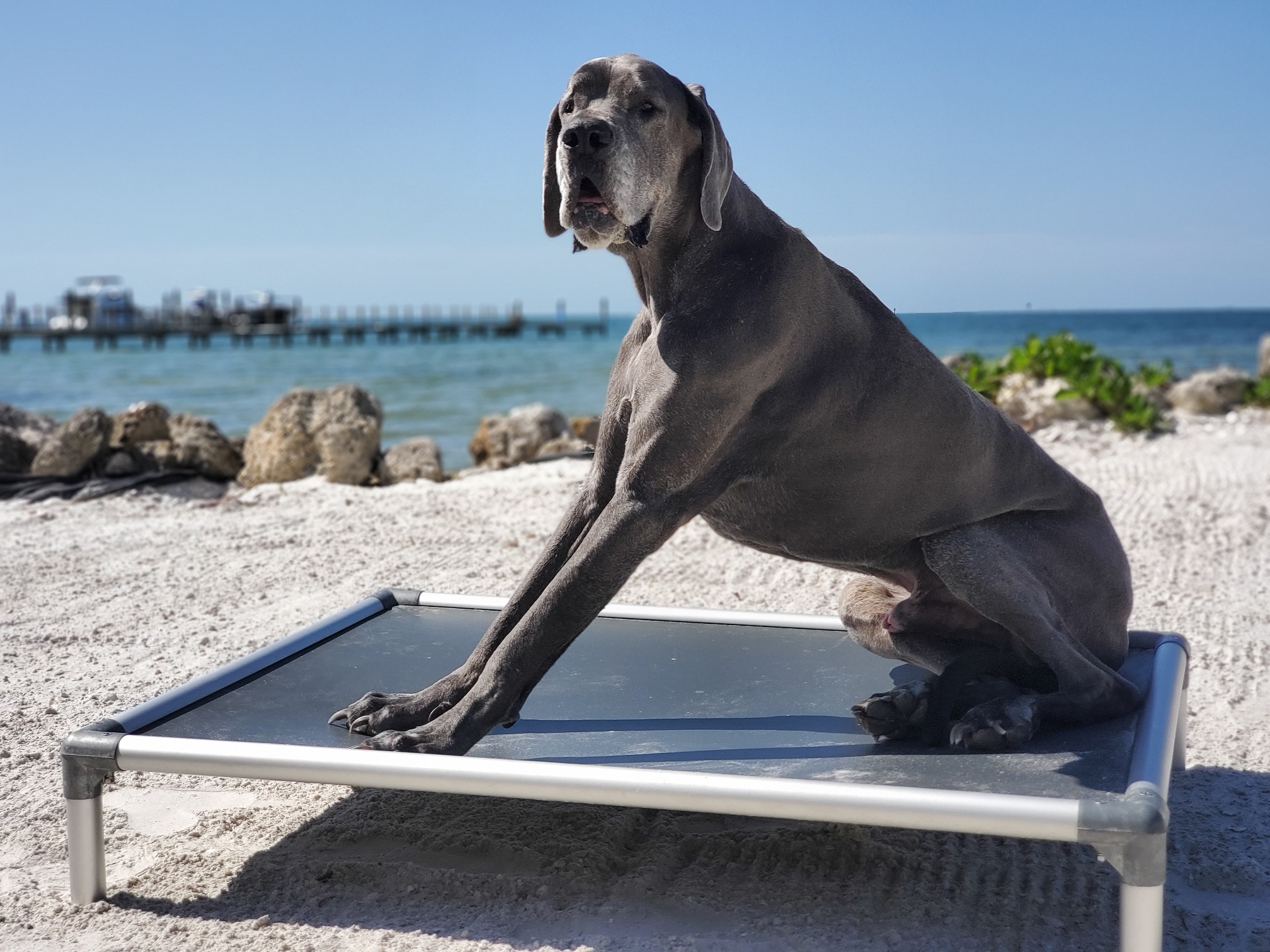Catching some Zzz's on an outdoor dog bed Catching some Zzz's on an outdoor dog bed