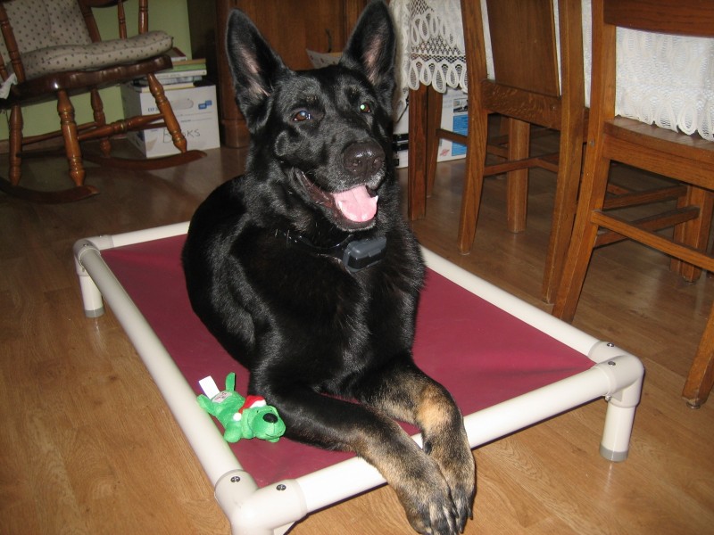 German Shepherd | Blog | Kuranda Dog Beds®