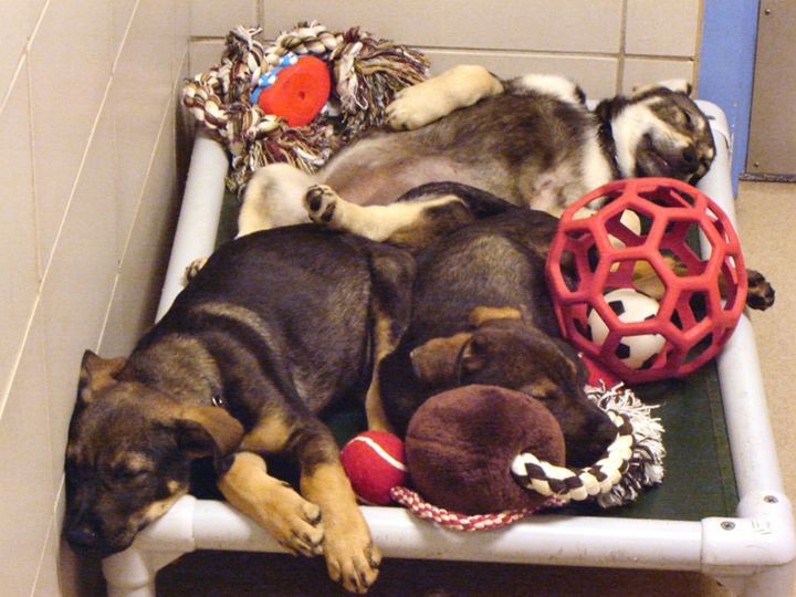 Wisconsin Humane Society's Recipe for a Successful Bed Drive Kuranda