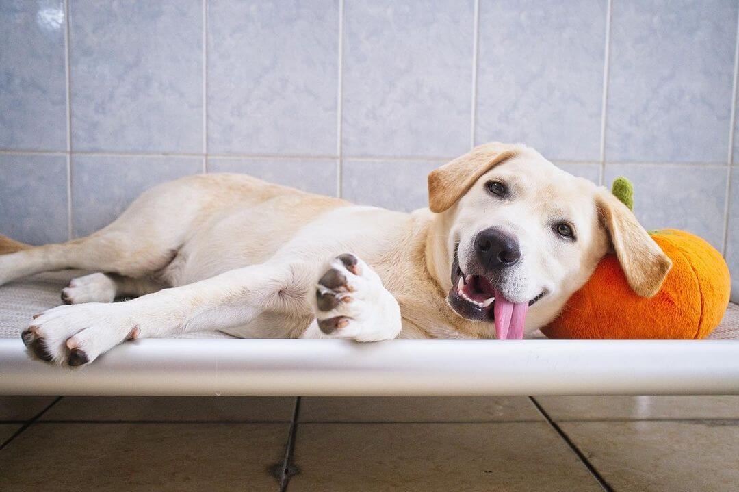 Halloween Safety Tips for Pets Kuranda Dog Beds®