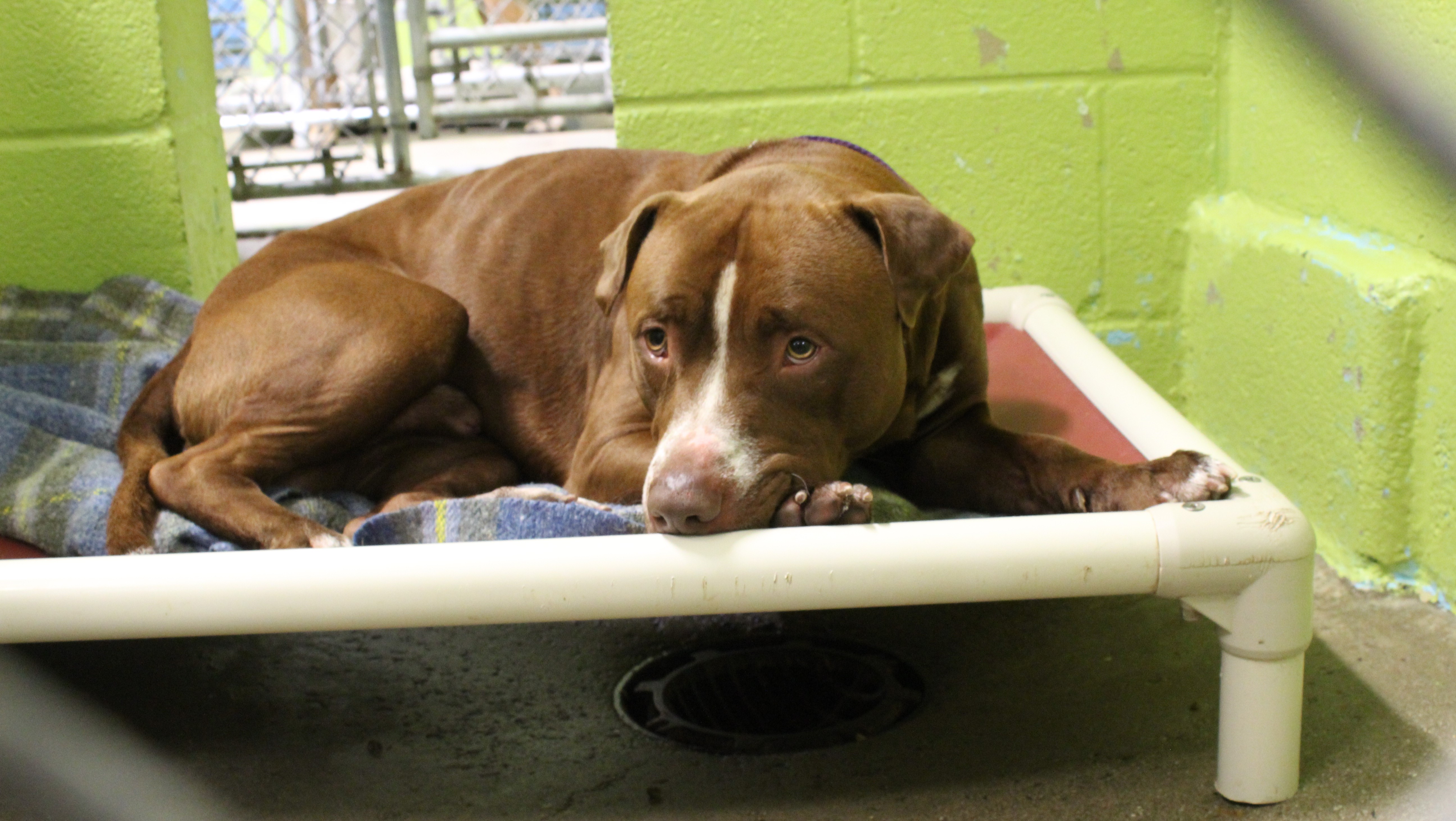 A Dog in a shelter resting a Kuranda bed