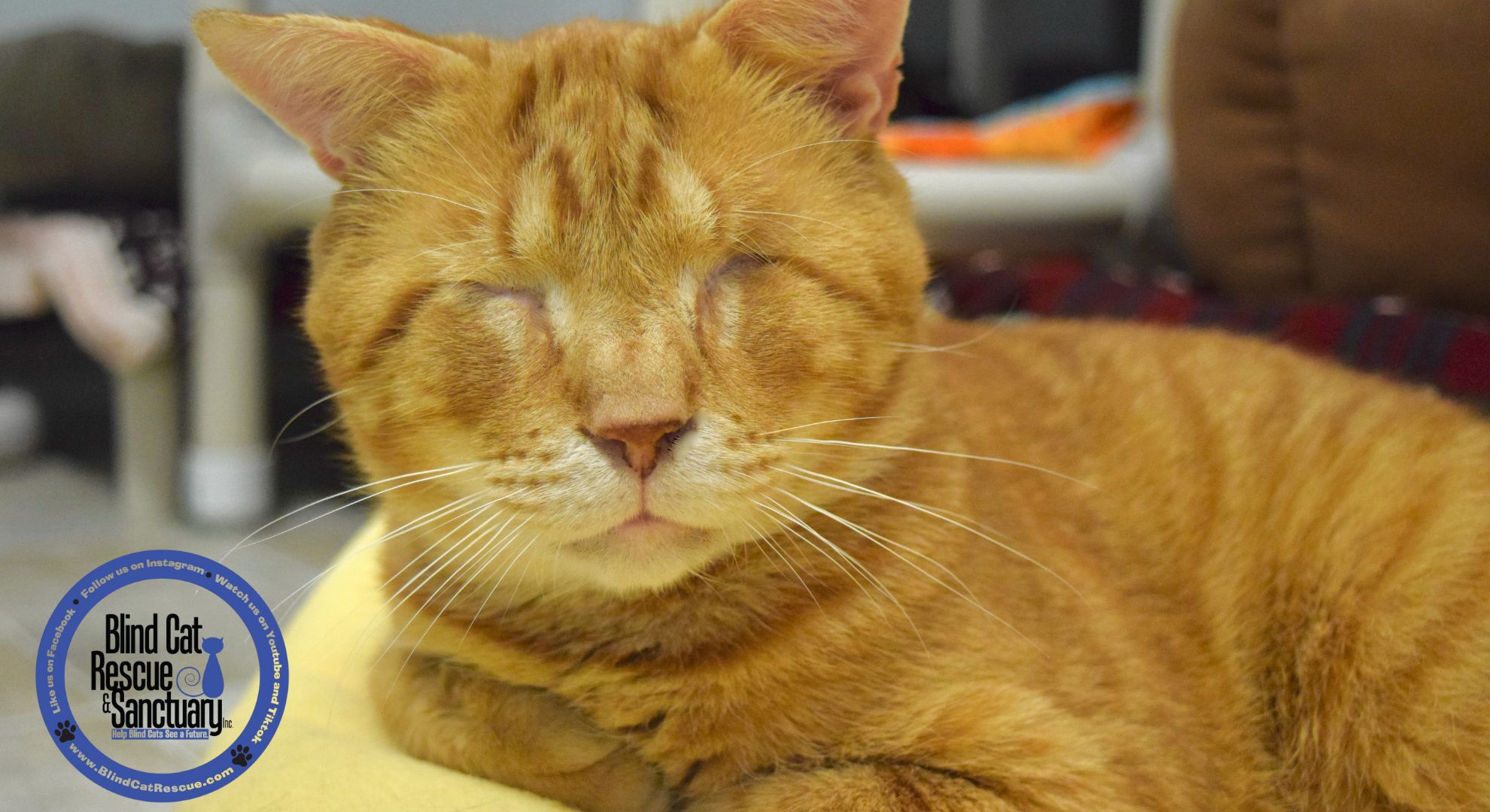 Shelter Shout Out: Blind Cat Rescue & Sanctuary | Kuranda Dog Beds®