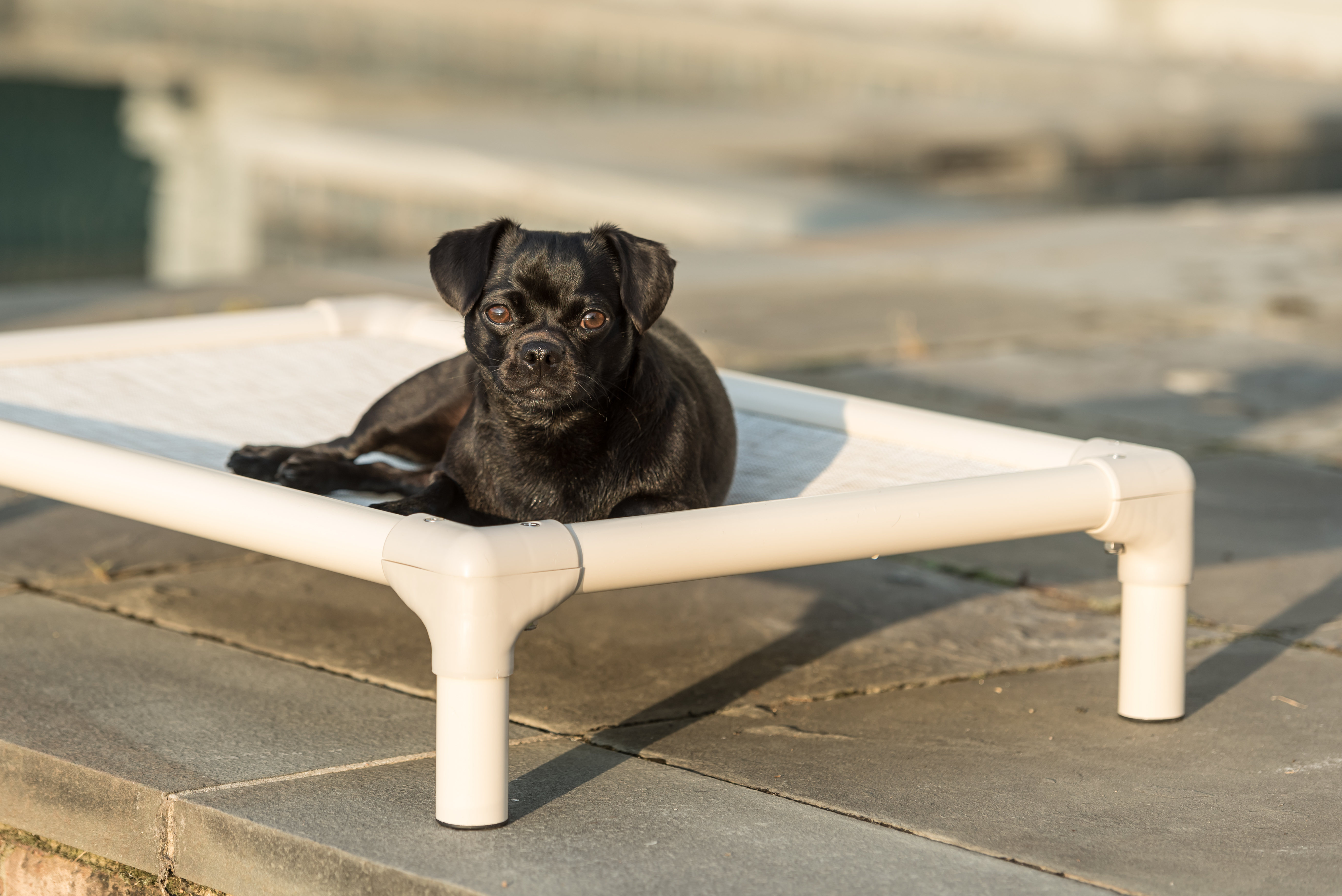 A pair of outdoor dog beds A pair of outdoor dog beds
