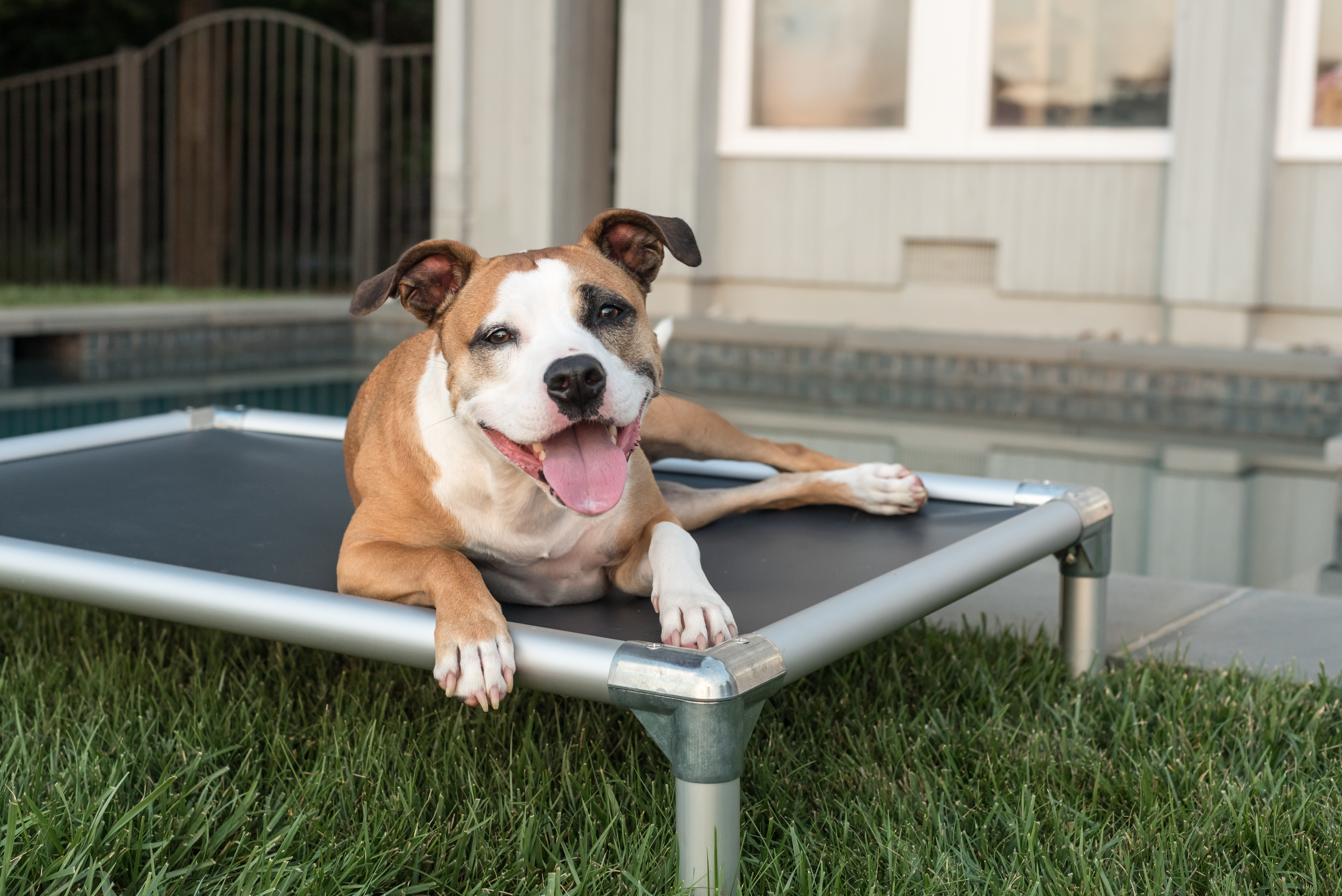 Enjoying the shade on outdoor dog beds Enjoying the shade on outdoor dog beds