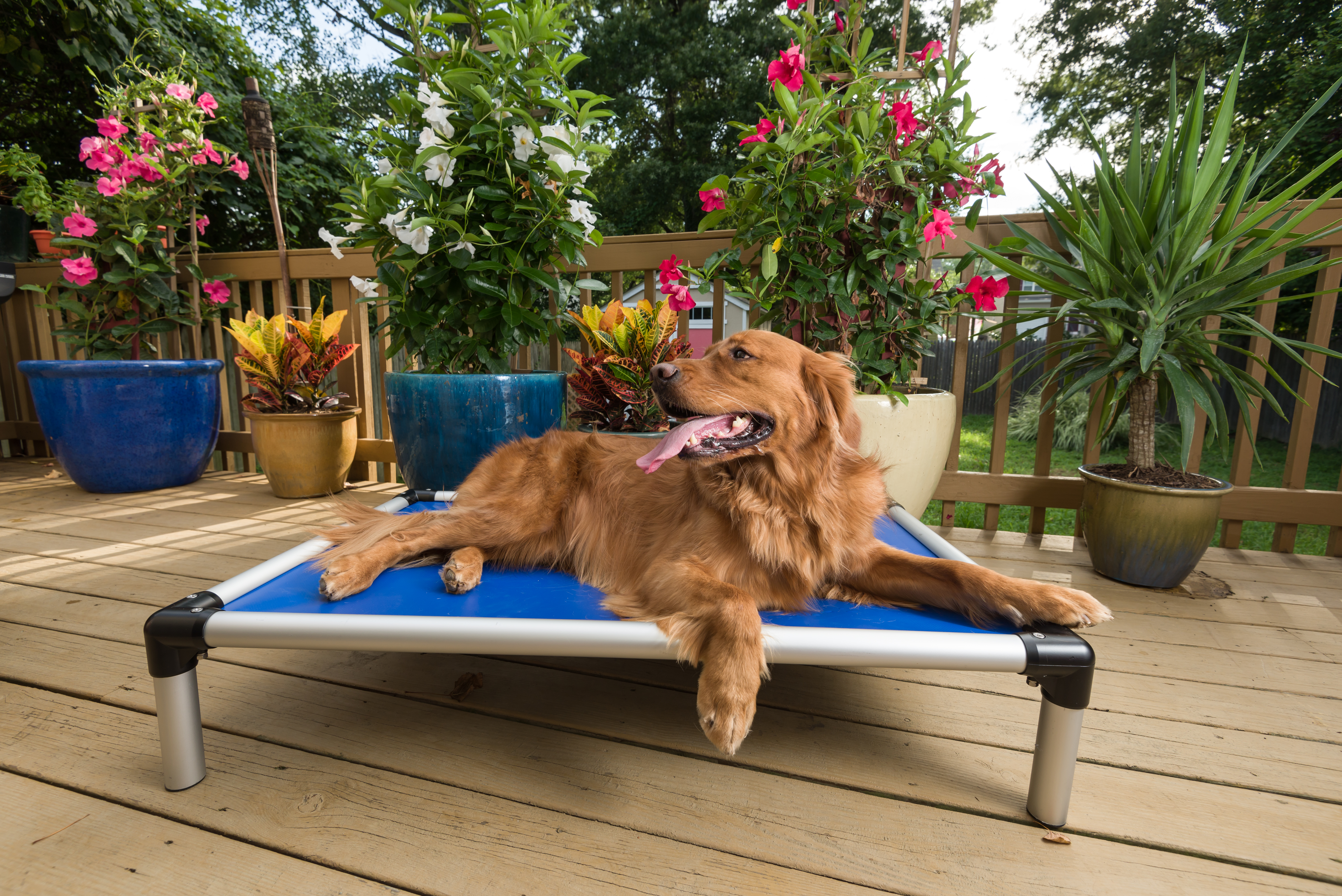 Outdoor bed shop dog