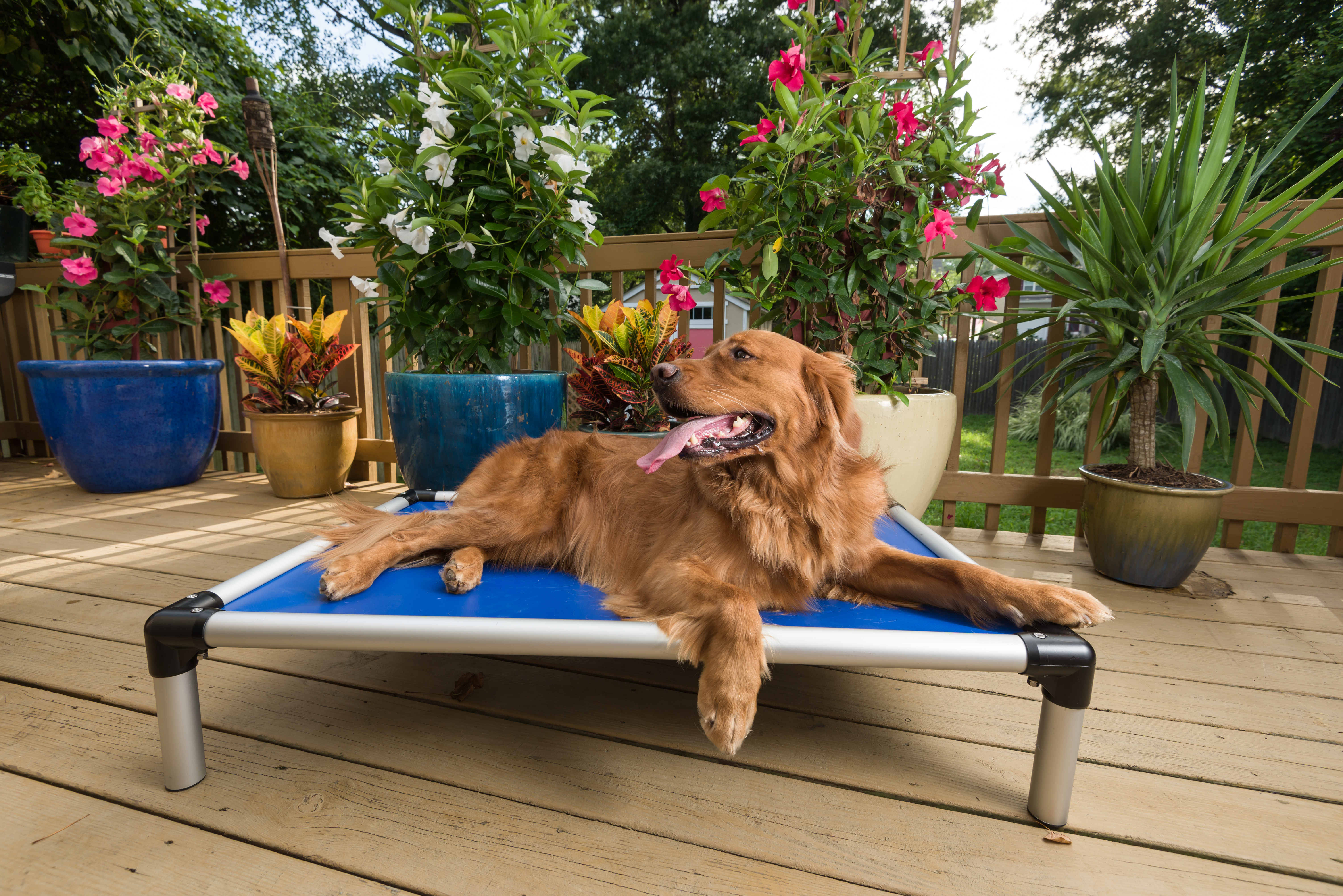 Outdoor Dog Beds  Kuranda Dog Beds®