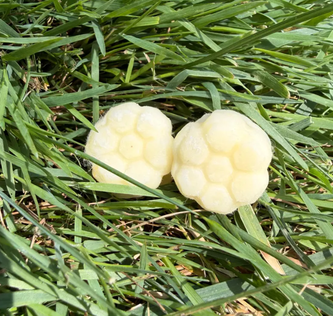 Enjoy a quieter night’s sleep with Beehugz Natural Beeswax Earplugs. Handmade using just four simple ingredients! They gently mould to the shape of your ear for a comfortable, secure fit that stays in place throughout the night.